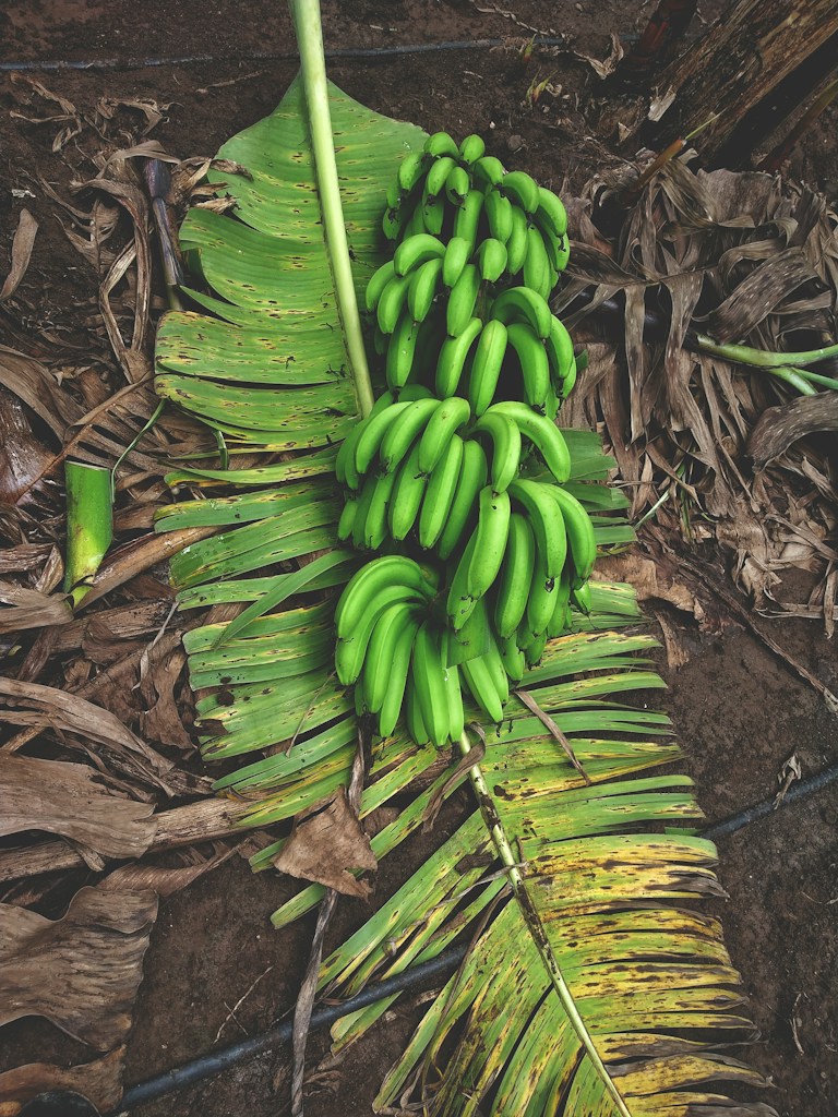 Local Plantains