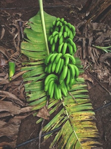 Local Plantains