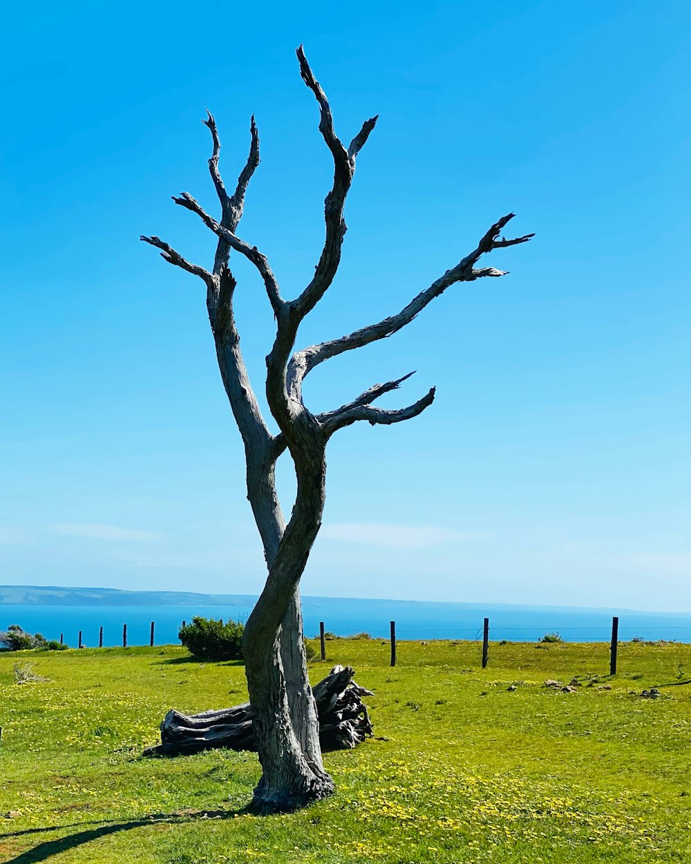a dead tree in the middle of a grassy field
