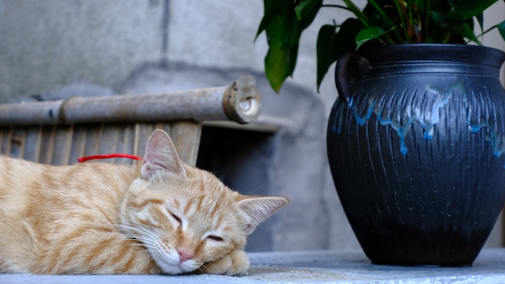 an orange cat sleeping next to a potted plant