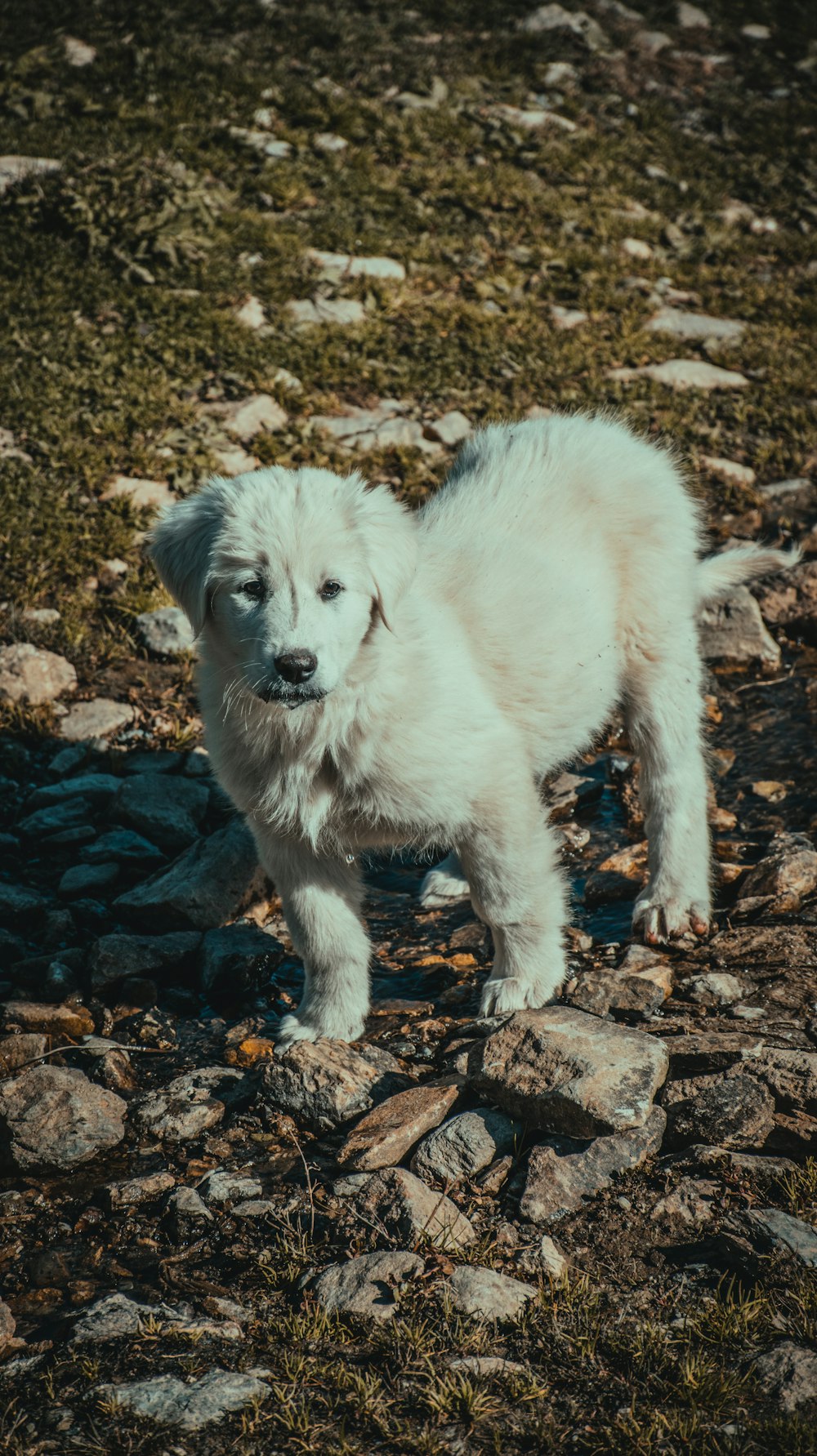 a small white dog standing on top of a rocky field