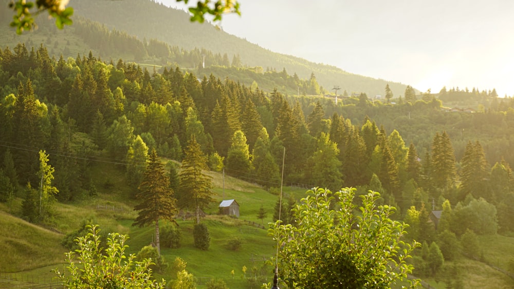 a lush green hillside covered in lots of trees