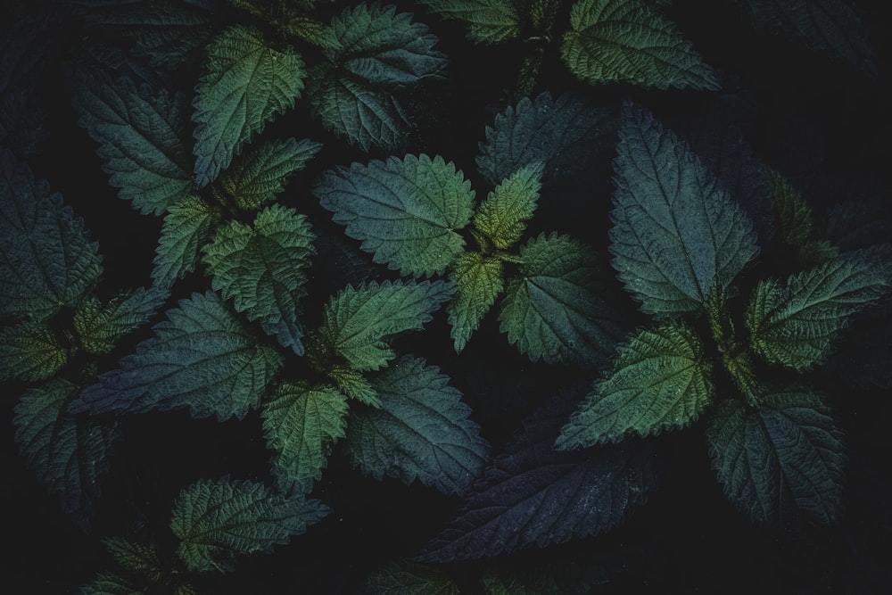 a bunch of green leaves that are on a black background