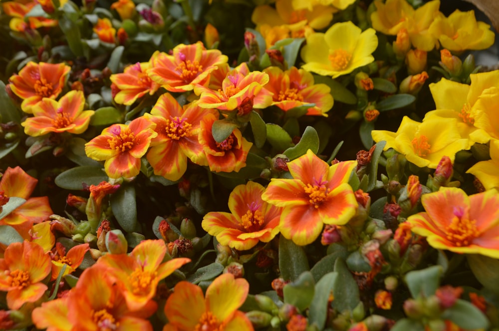 a bunch of flowers that are in a pot