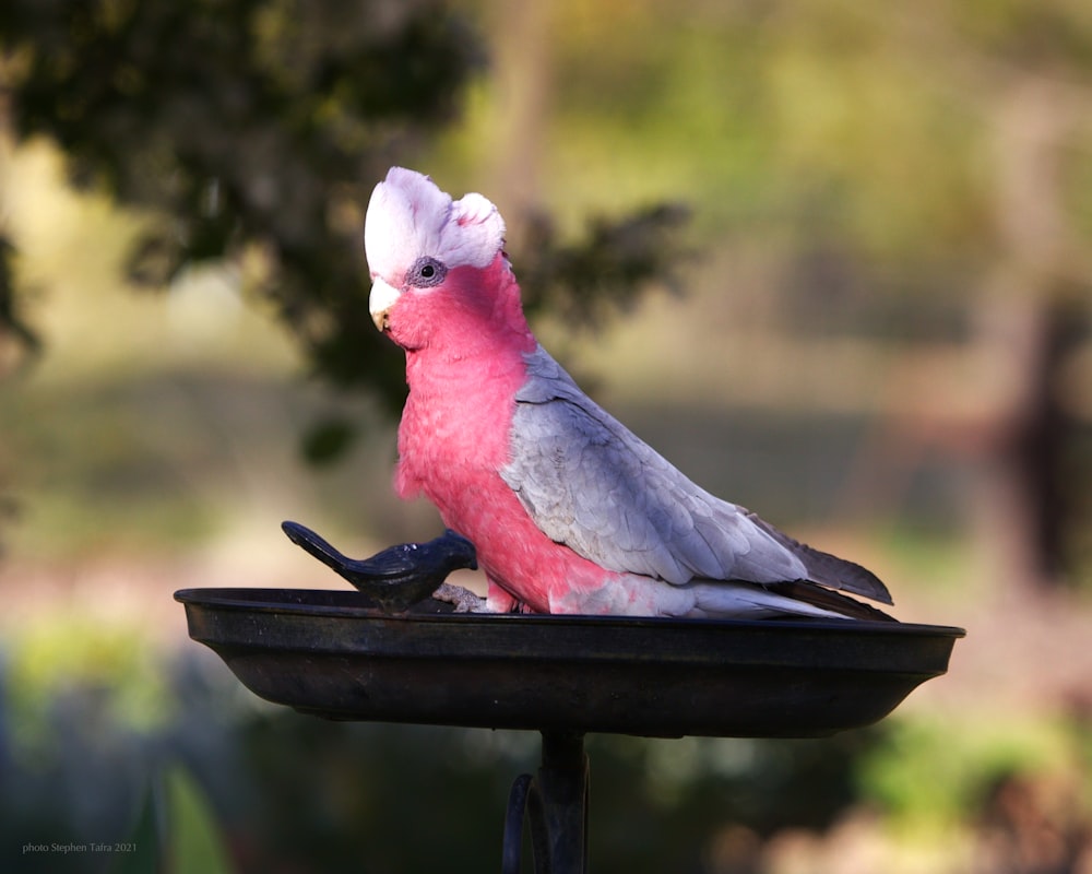 a pink and grey bird sitting on top of a bird bath