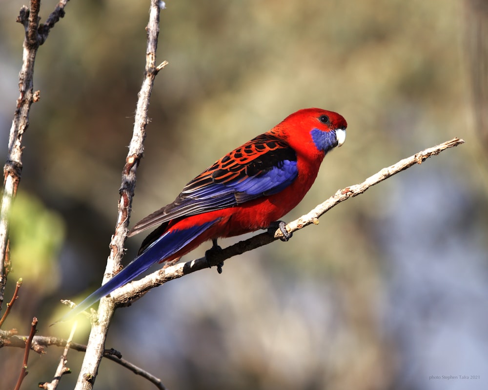 a red and blue bird sitting on a tree branch