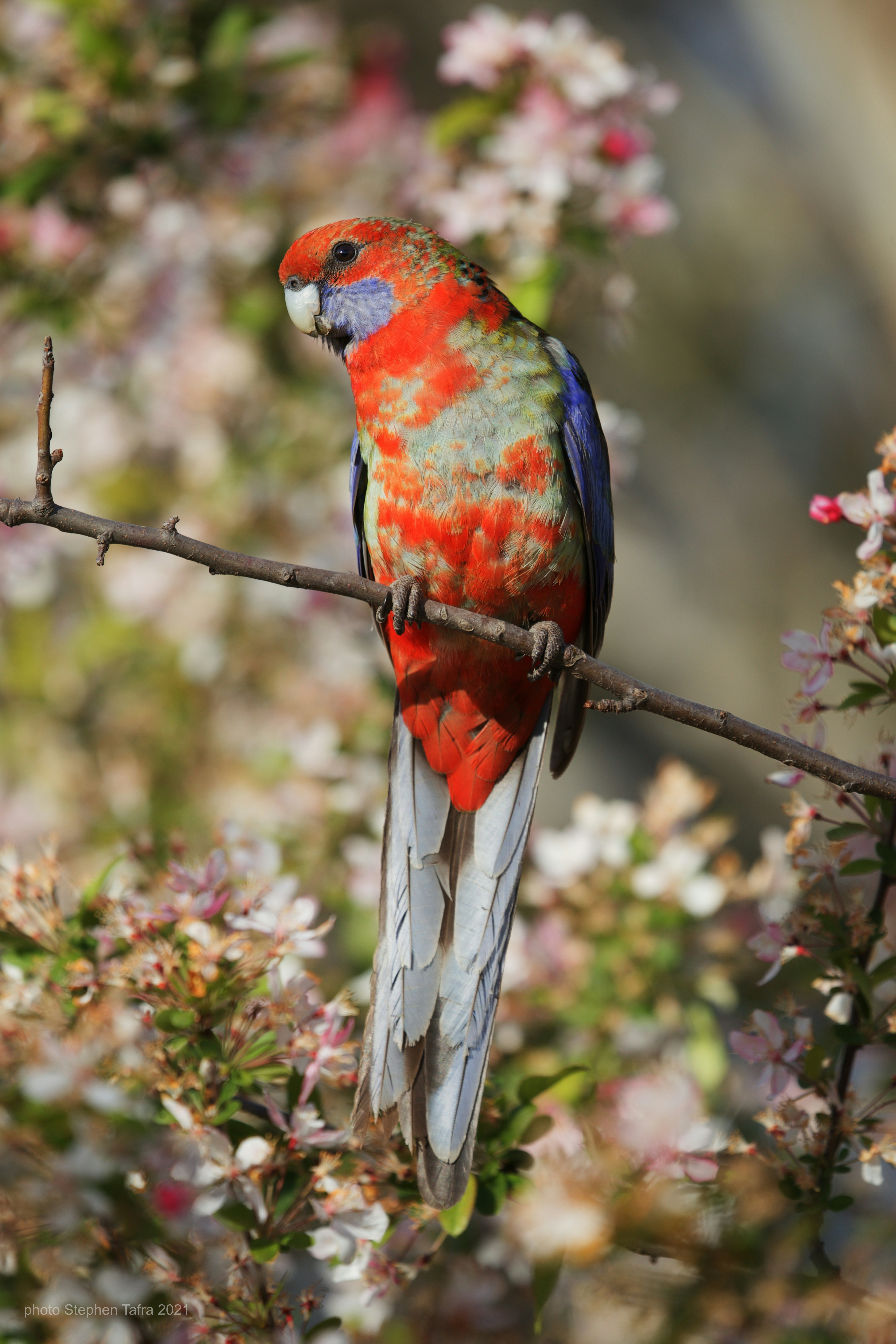 a colorful bird perched on a branch of a tree