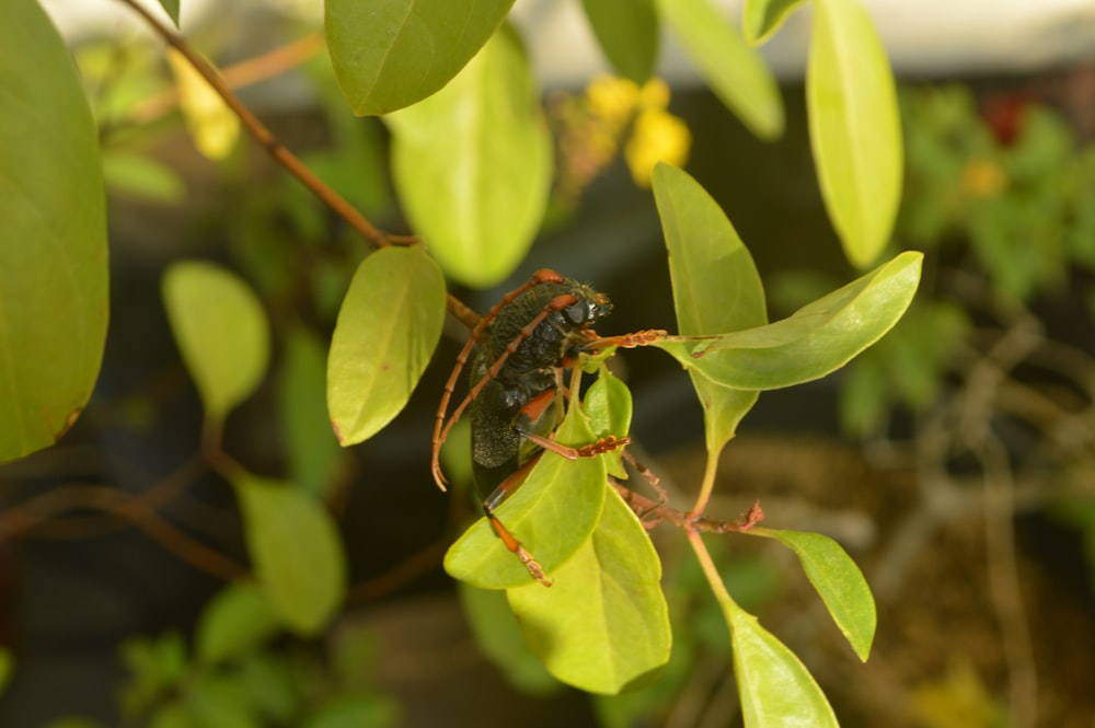 a bug sitting on top of a green leaf covered tree