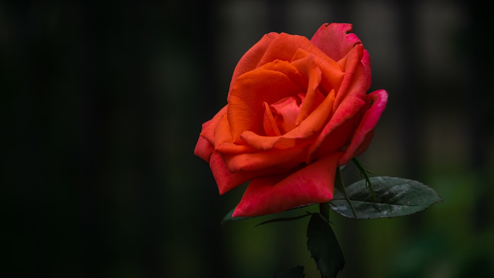a single red rose with a green stem