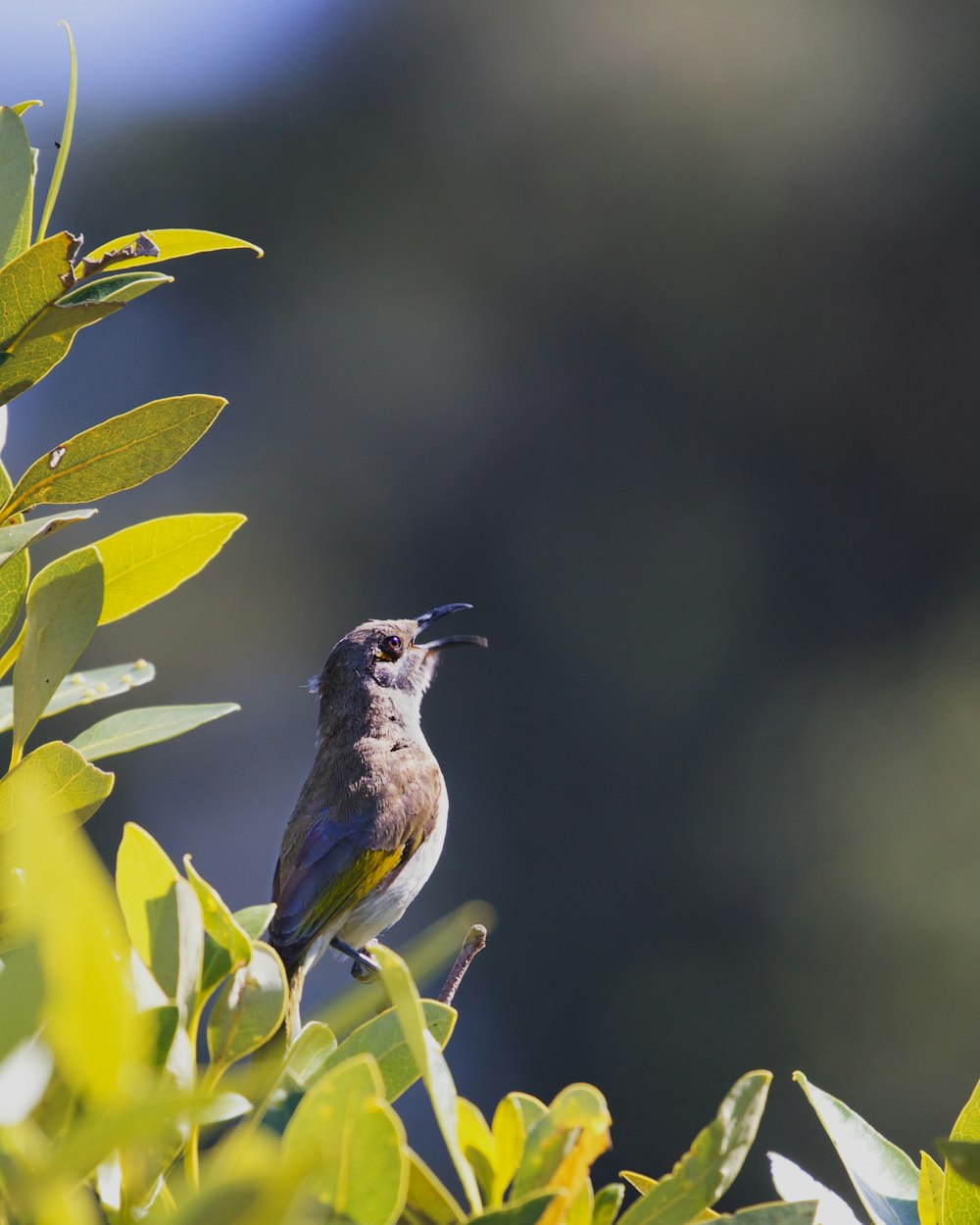 un petit oiseau assis au sommet d’une branche d’arbre