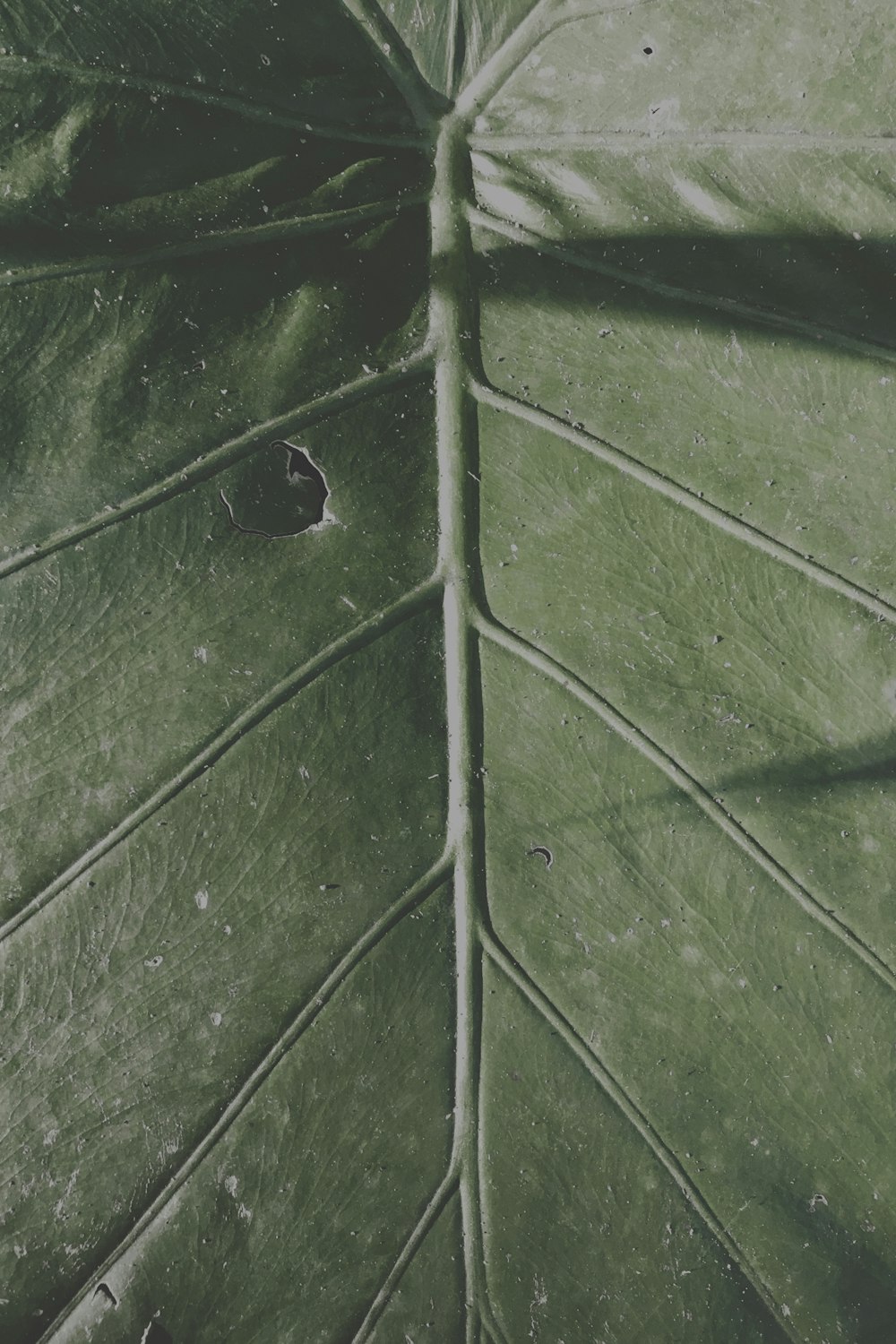 a close up of a green leaf with holes in it