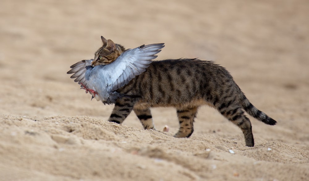 a cat with a bird on its back