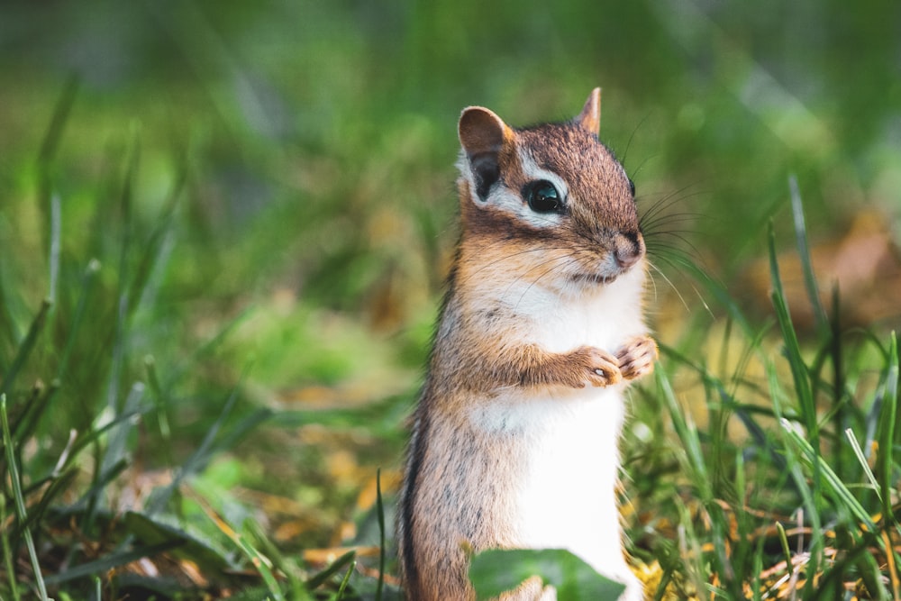 a small squirrel standing on its hind legs in the grass