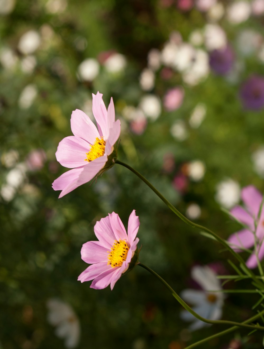 a close up of two pink flowers in a field