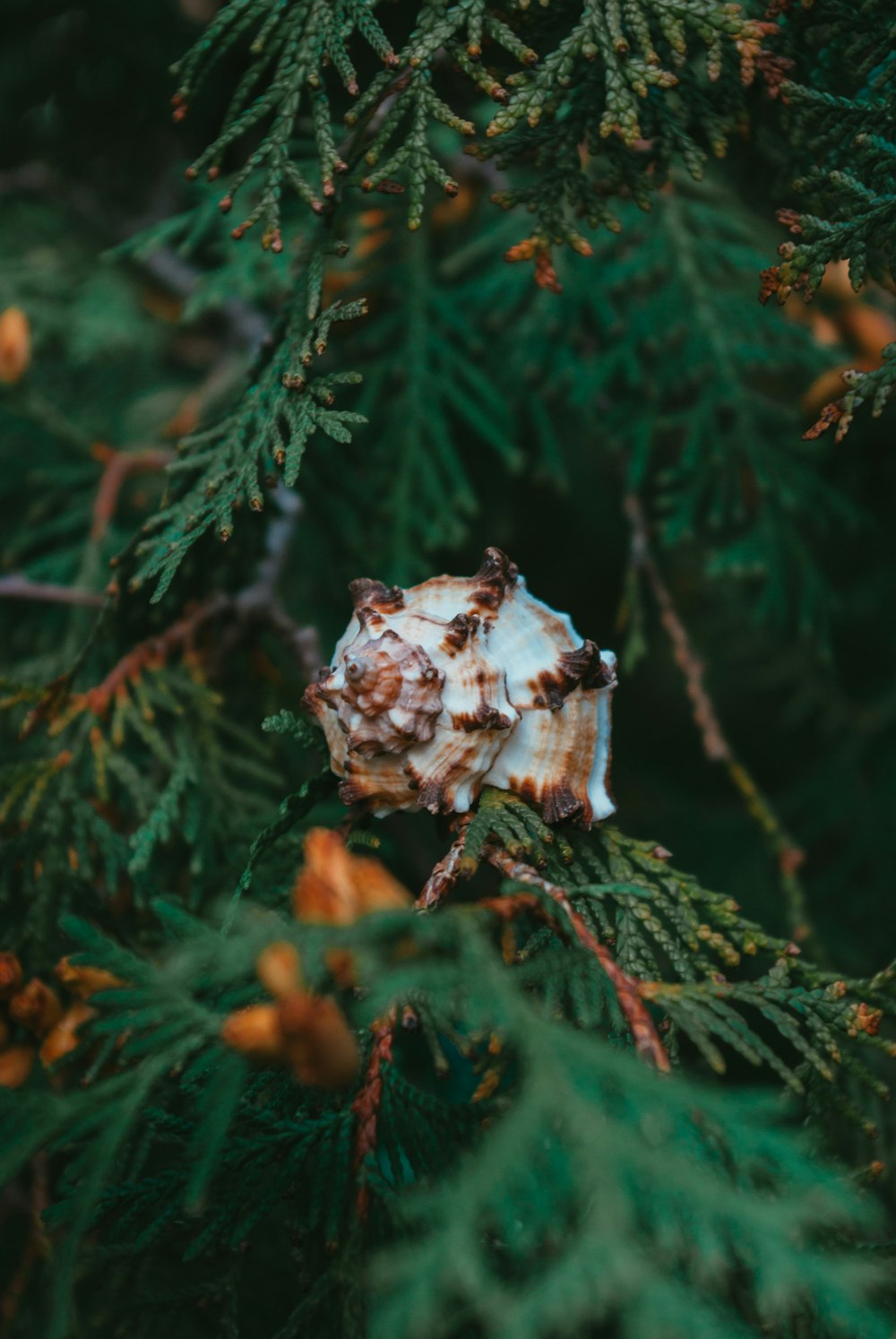 a close up of a shell on a pine tree