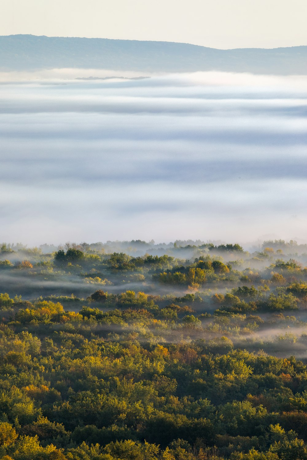 a foggy landscape with trees in the foreground