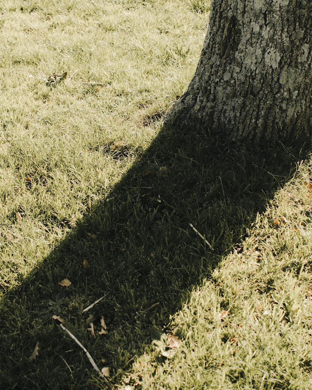 Der Schatten eines Baumes auf dem Gras