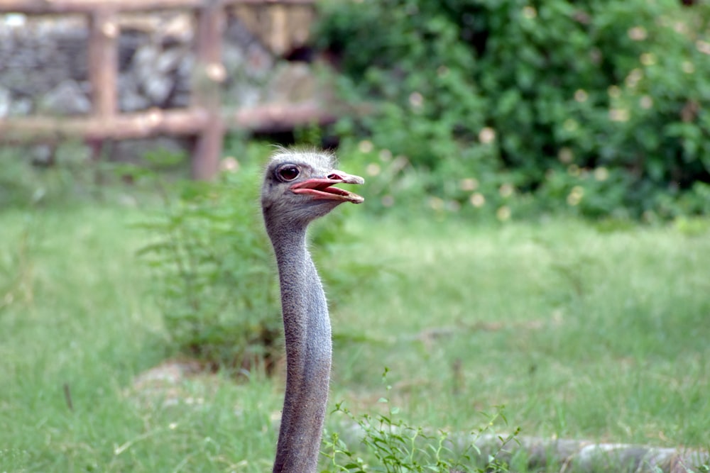 an ostrich standing in the grass with its mouth open