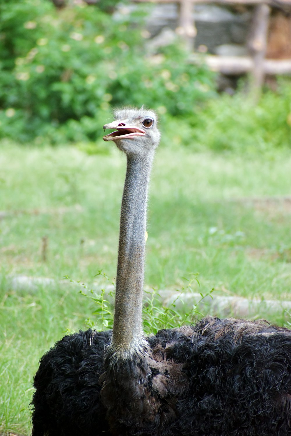 an ostrich is standing in a grassy field