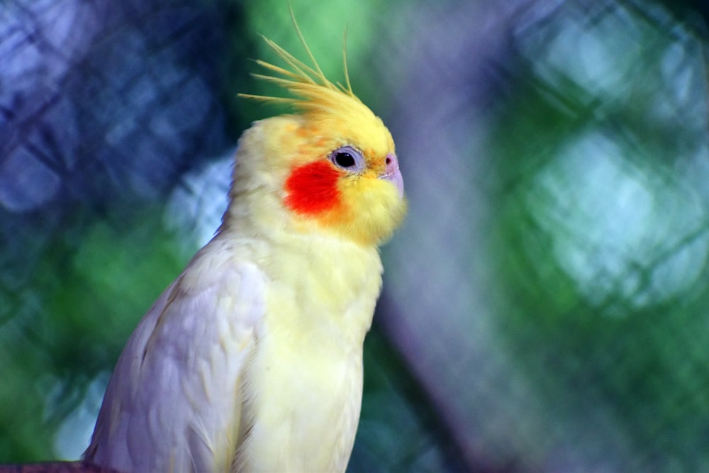a yellow and red bird sitting on top of a tree branch