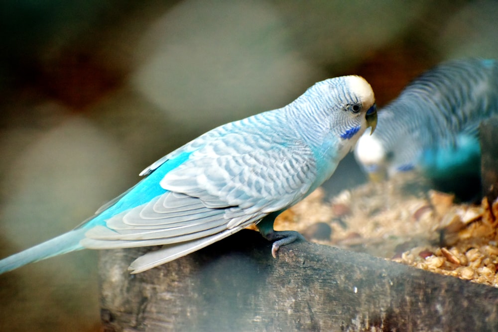 a couple of birds that are sitting on a piece of wood