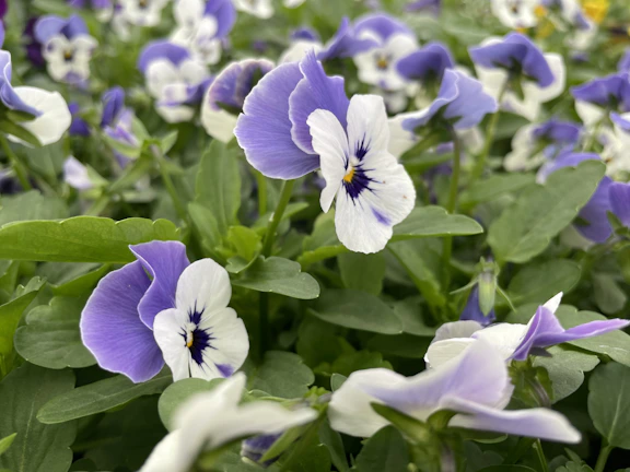 Close-up of vibrant seasonal flowers freshly harvested in Habay-la-Vieille.