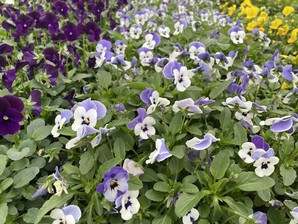 a field full of purple and white pansies