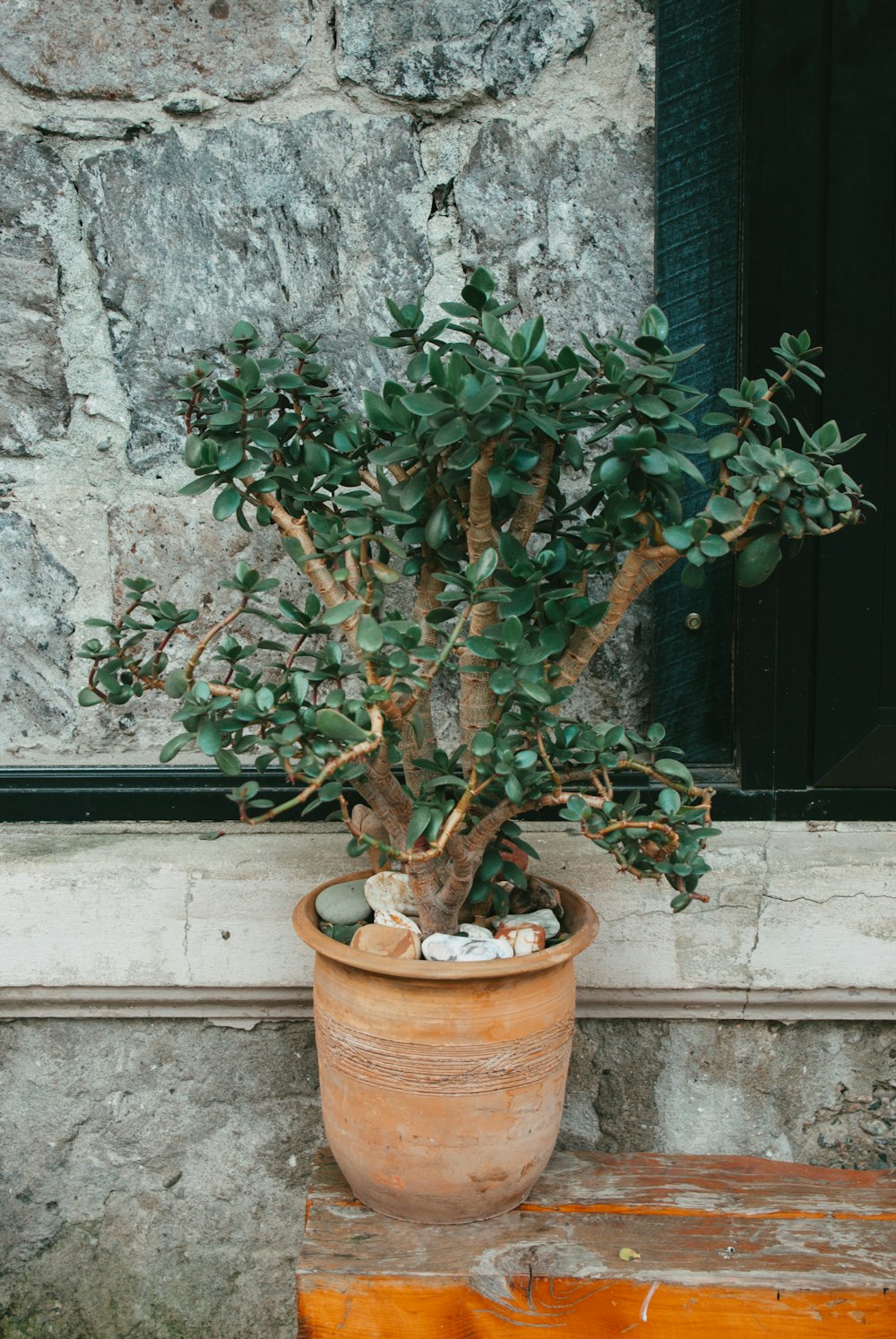 a potted plant sitting on top of a wooden bench