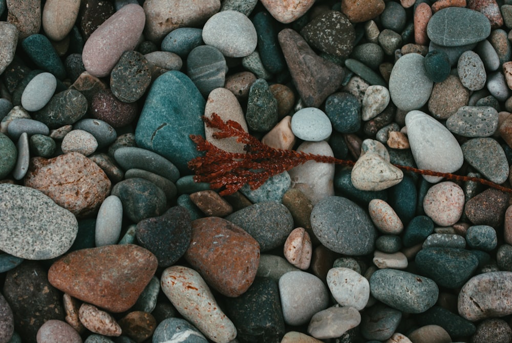 a red leaf is laying on some rocks