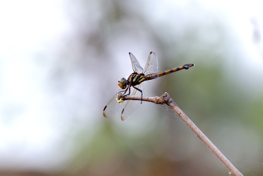 a close up of a dragonfly on a twig