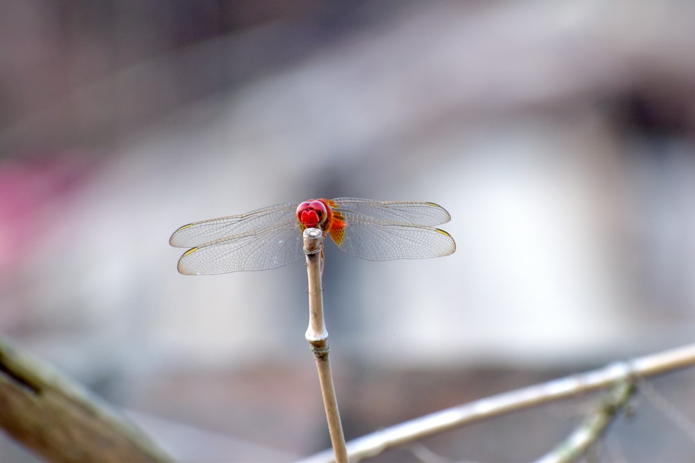 a red dragonfly sitting on top of a tree branch