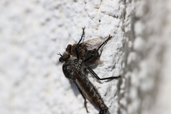 A close-up of a predatory insect, likely a robber fly, grasping another insect on a textured white surface. The larger insect features strong legs and large compound eyes. The smaller insect appears to be a fly with transparent wings.