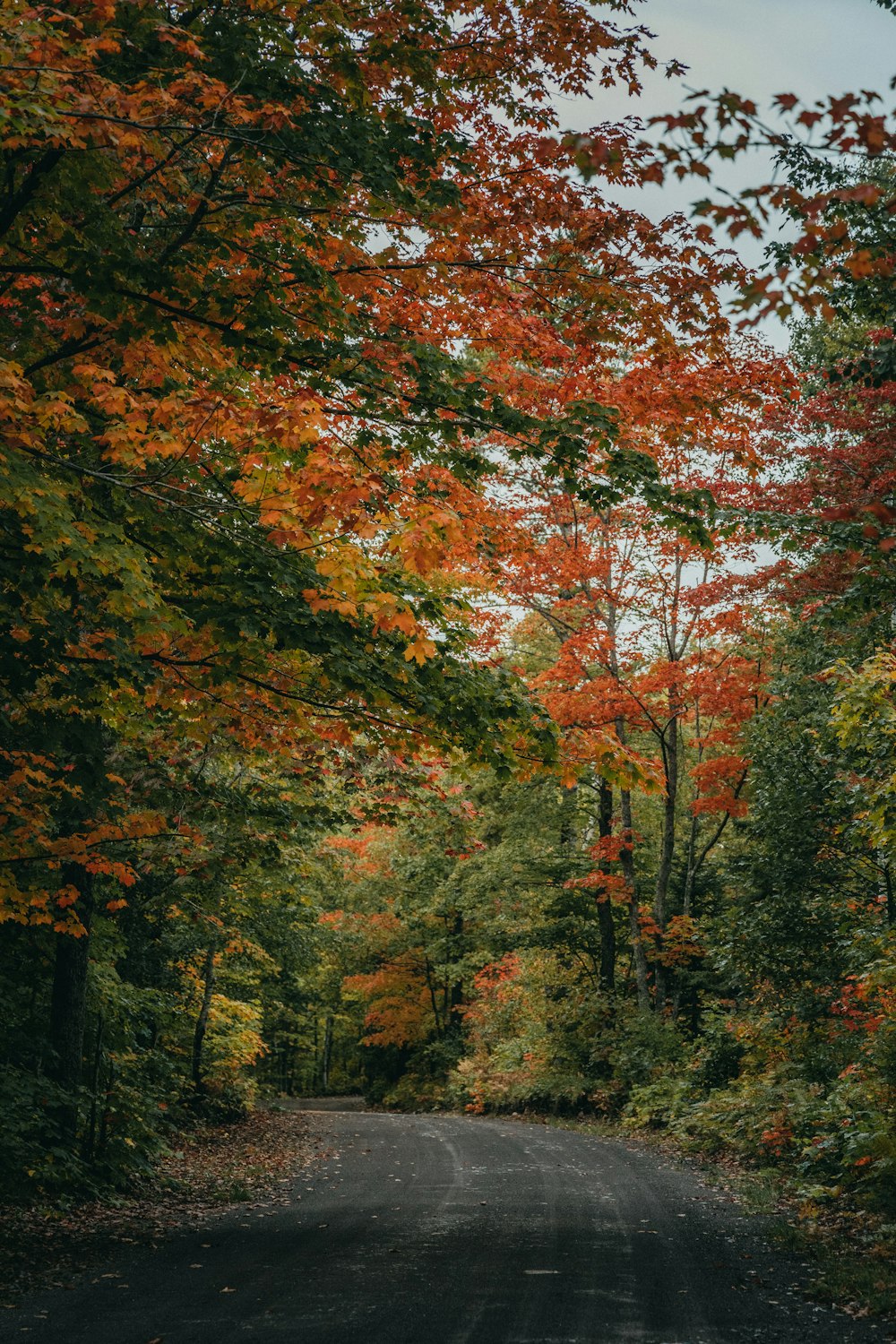 uma estrada rodeada por árvores com folhas alaranjadas e verdes
