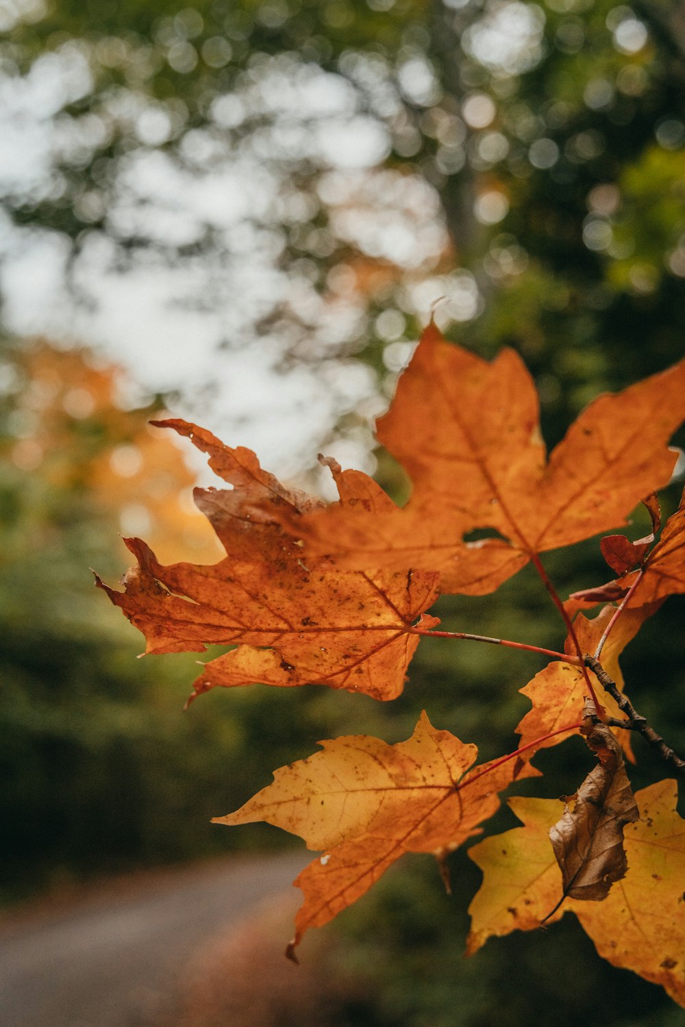 a close up of a leaf on a tree