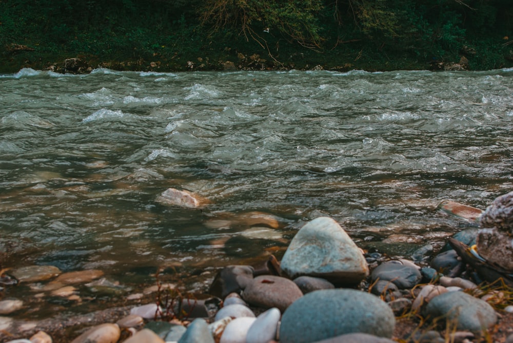 a river running through a lush green forest