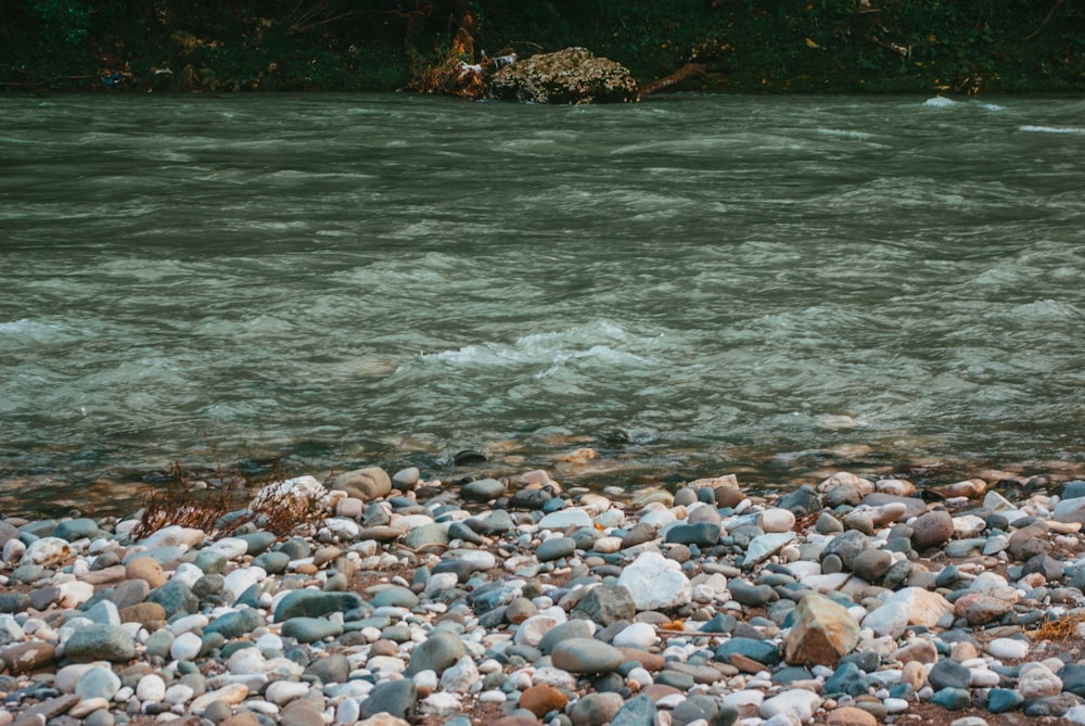 a river running through a lush green forest