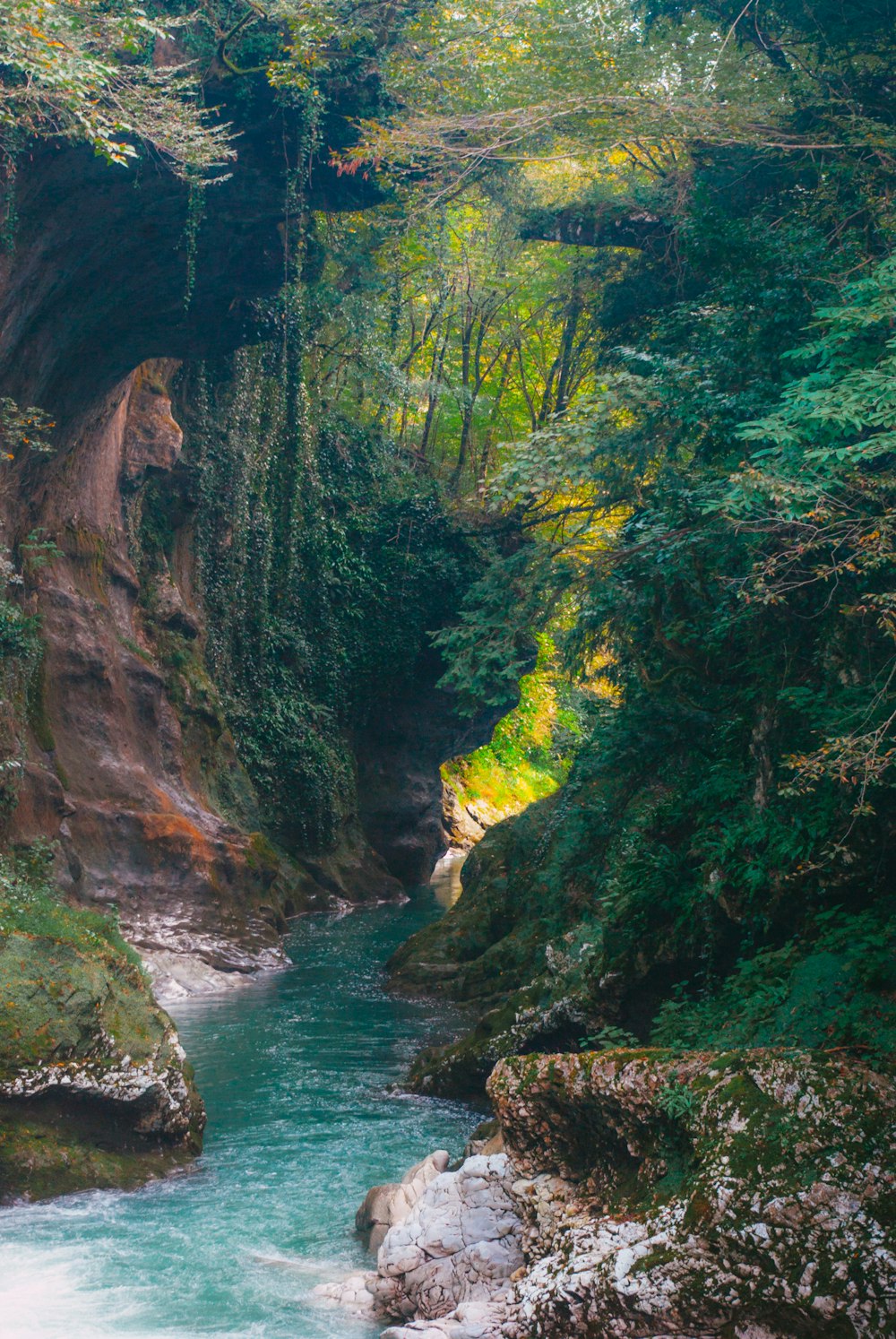 a river flowing through a lush green forest