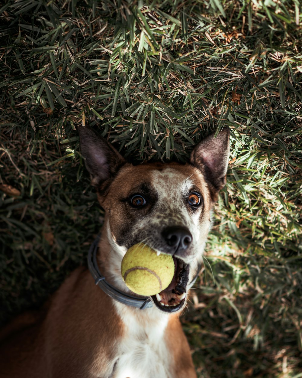 a dog with a tennis ball in its mouth