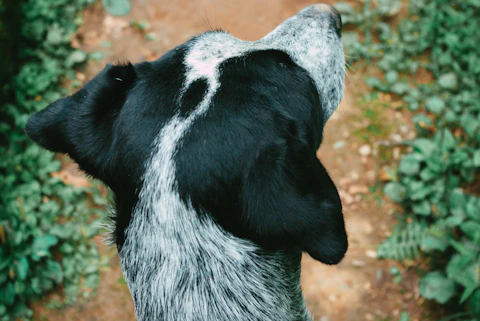 犬と人間の老化バイオマーカー