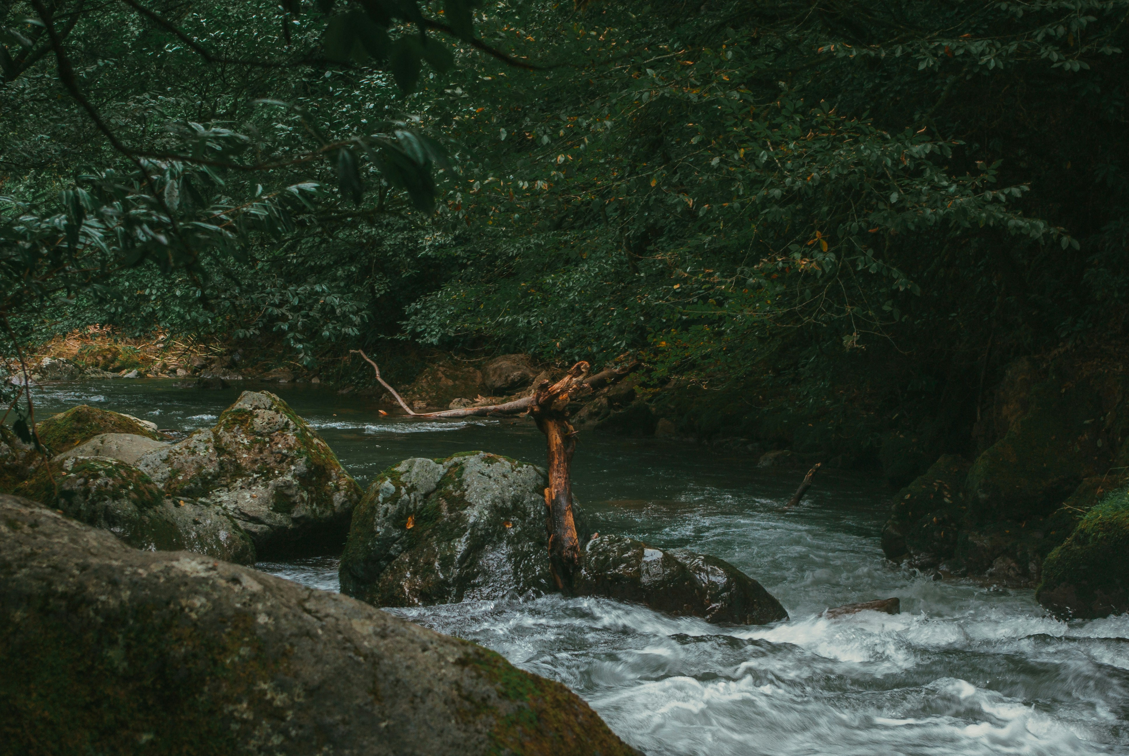 a river running through a lush green forest