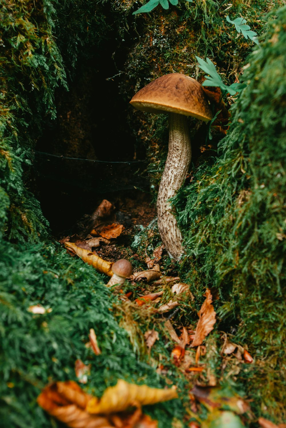 a mushroom growing out of the ground in a forest