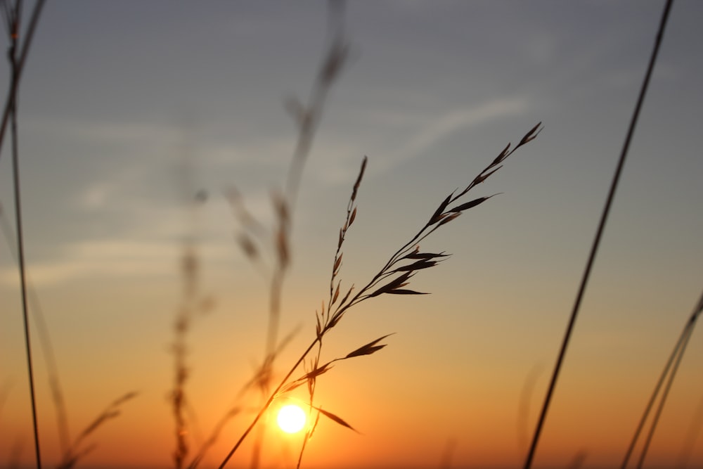 the sun is setting behind some tall grass