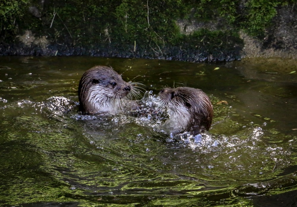 a couple of otters playing in the water