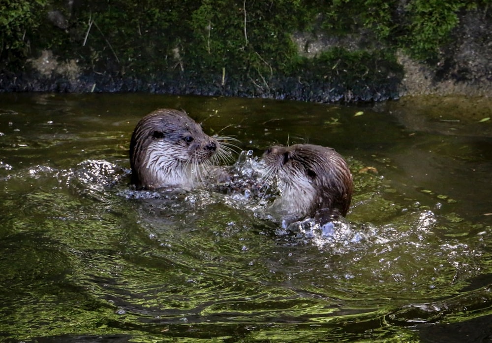 Un par de nutrias jugando en el agua