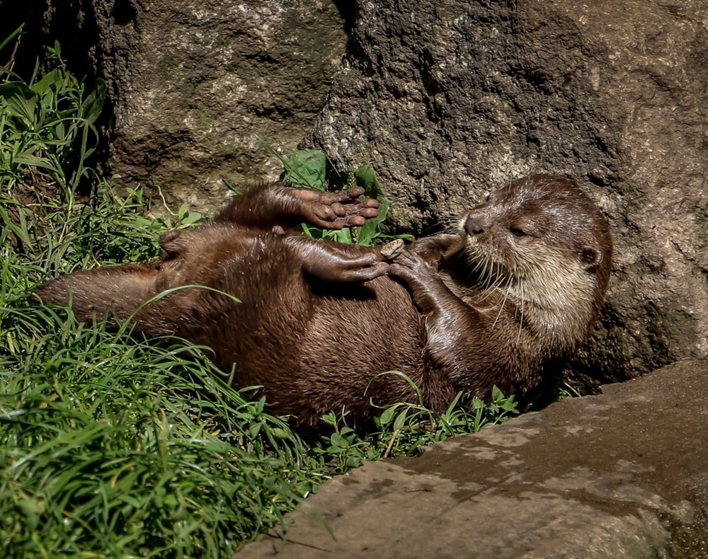 Una lontra sta giocando con una foglia nell'erba