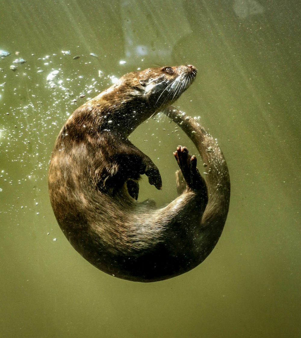 a sea otter swimming in a body of water
