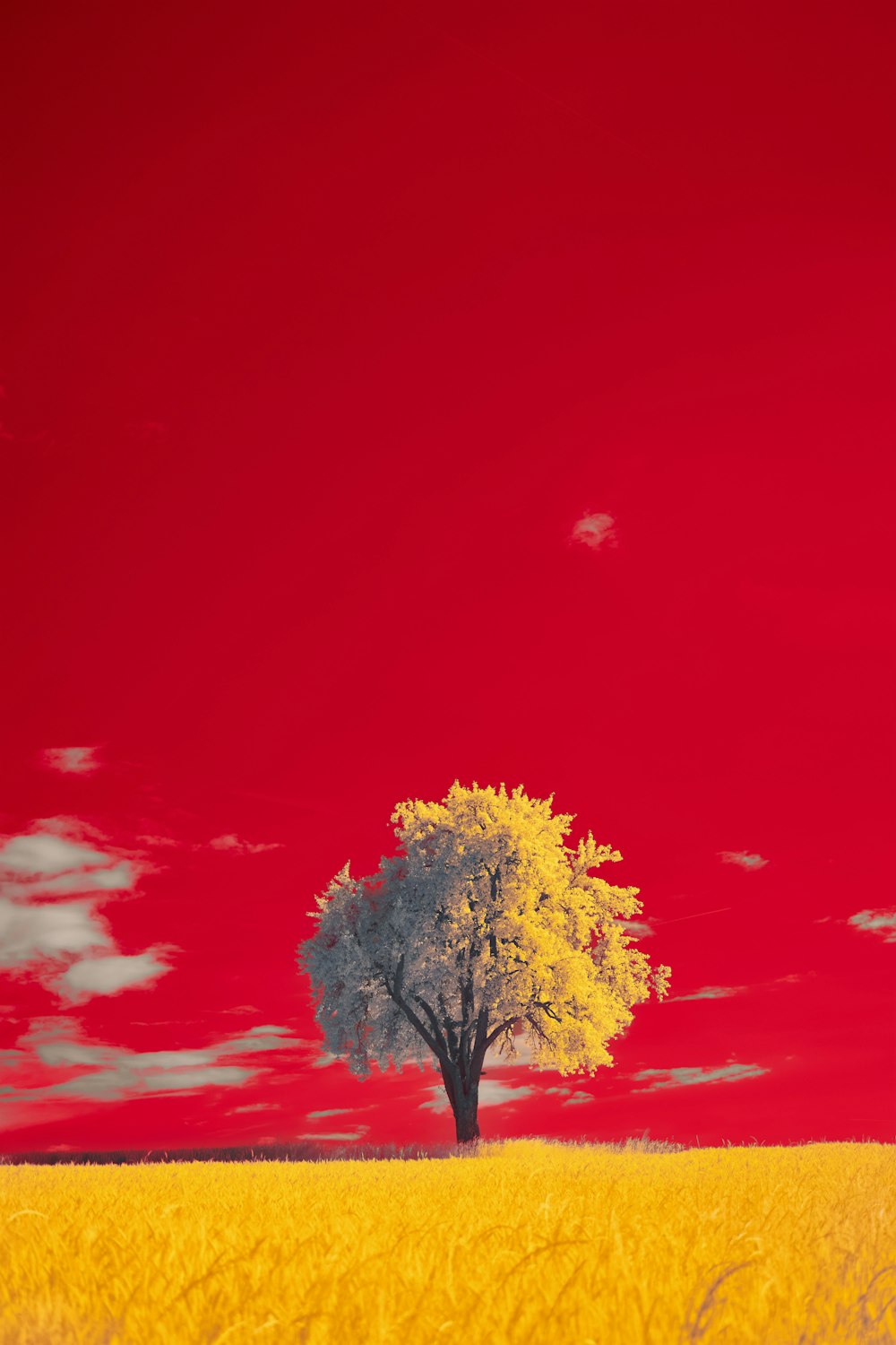 a lone tree stands in the middle of a field