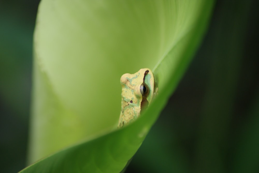 a green frog sitting on top of a green leaf