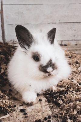 A fluffy white rabbit with black markings on its face and ears sits on a surface covered with wood shavings and pellets. Its fur appears soft and thick, and it looks directly at the viewer with a calm, inquisitive expression.