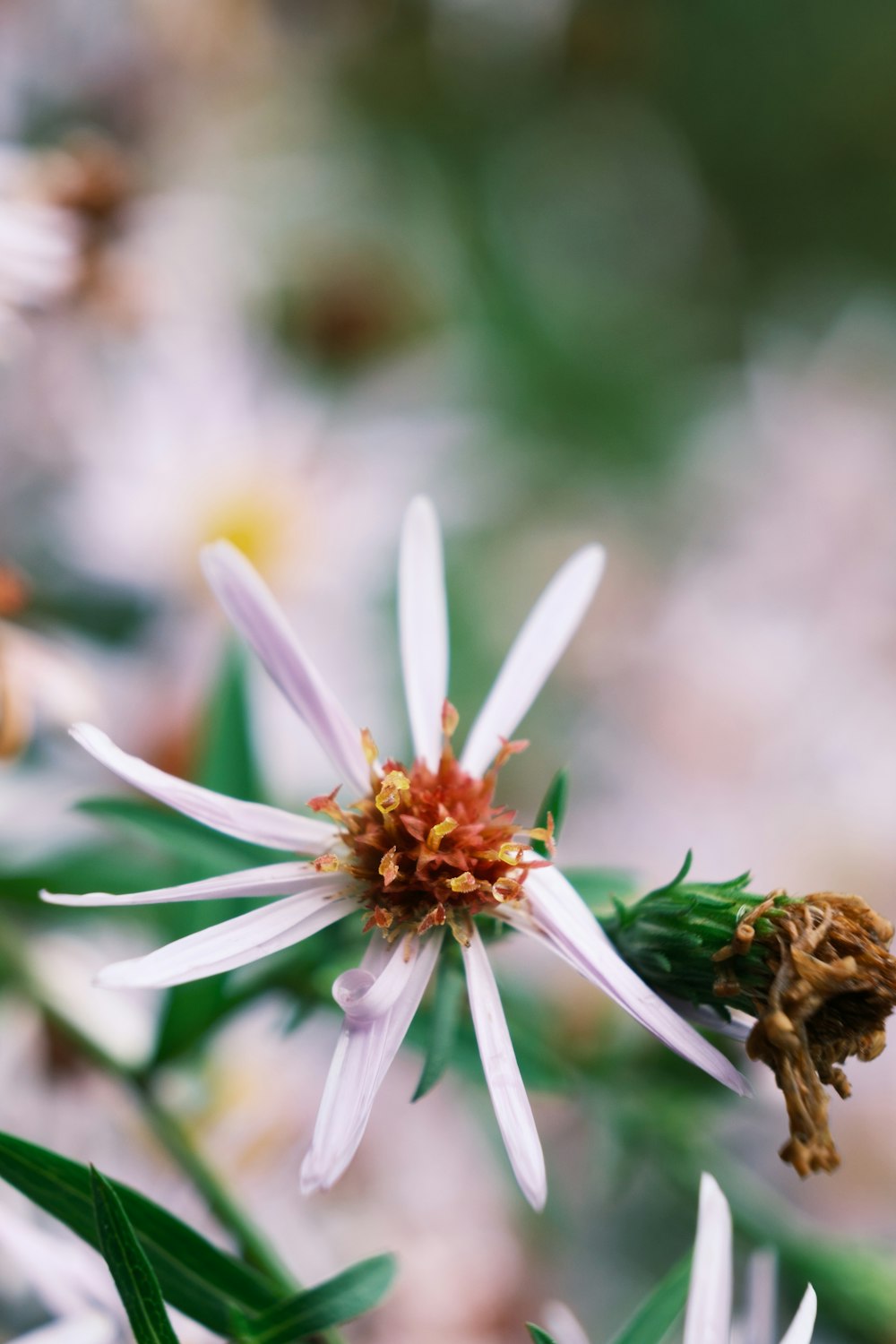 a close up of a white flower with green leaves